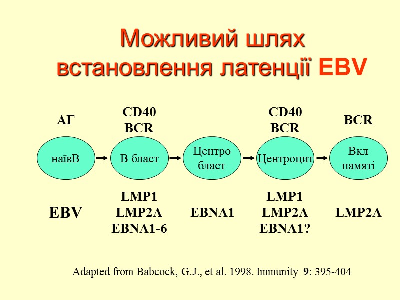 Можливий шлях встановлення латенції EBV Adapted from Babcock, G.J., et al. 1998. Immunity 9: